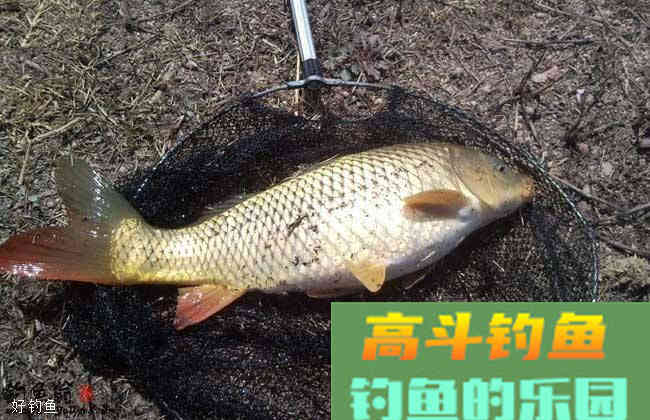 入秋饵料味型调整方法