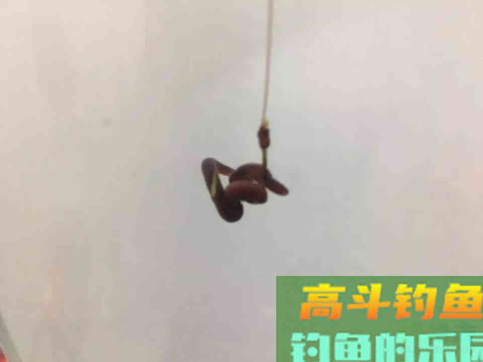 用蚯蚓做饵钓鱼可以用的几个技巧