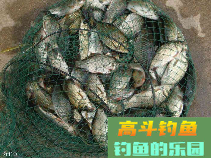 关于蚯蚓作钓，这三点你有注意过吗？