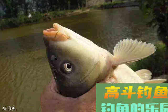 夏季钓鱼，一定要这样配饵才能上大鱼
