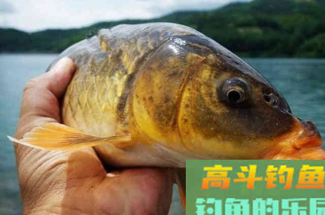 饵料加拉丝粉还是粘粉效果好