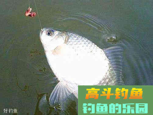 秋季垂钓这样搭配饵料，不愁空军