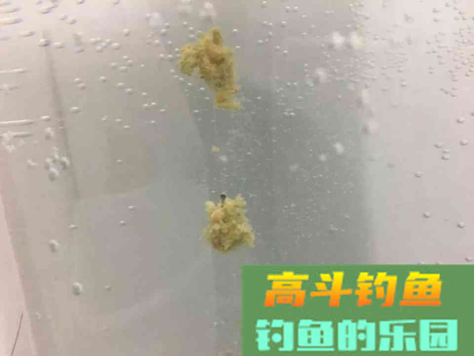 螺鲤如何开拉饵？方法和比例，小鸡饲料也能这么用
