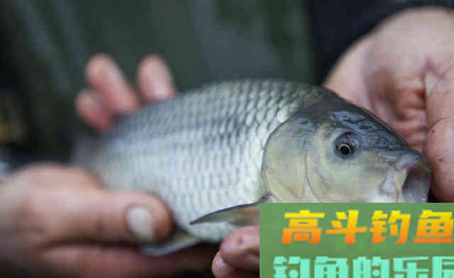 饮料开饵真有奇效，才能更高效地钓鱼