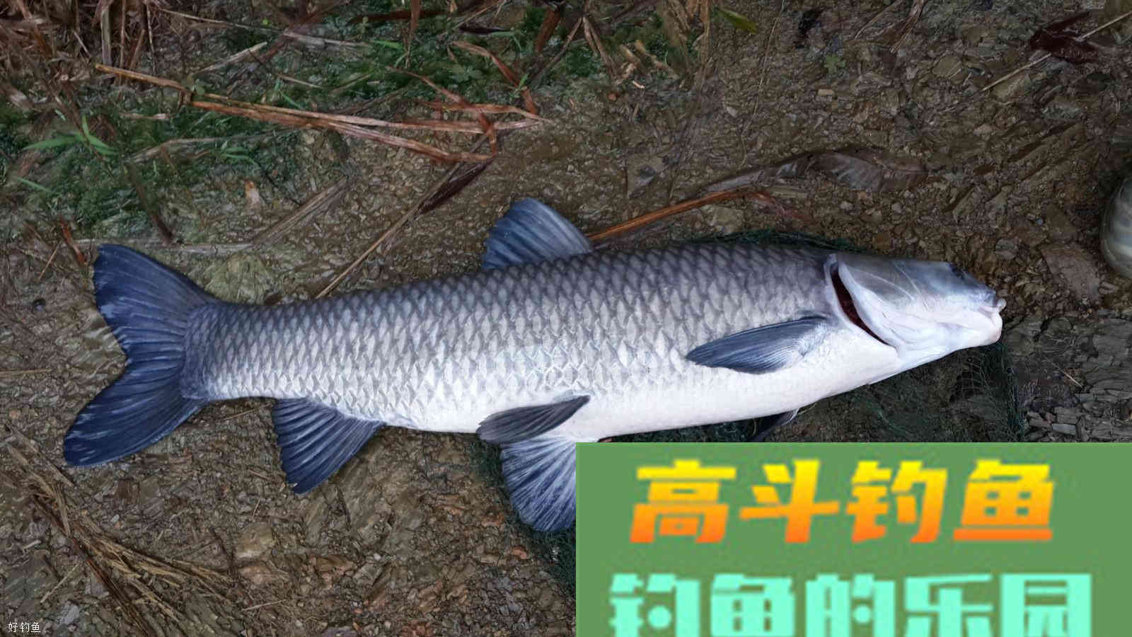 水库钓青鱼，分享2个打窝技巧