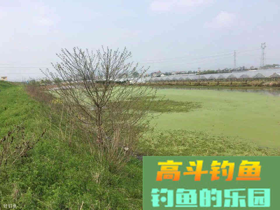 温度升高鱼儿食欲不佳？换种饵料配方给它们“开开胃”