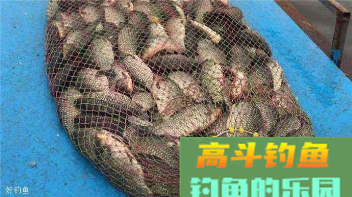 钓鱼想要连杆就得打窝，而且还是早打窝