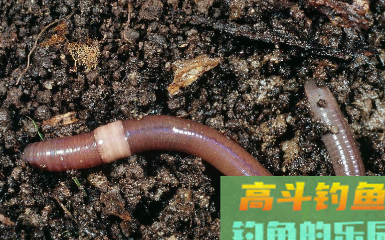 传统钓用什么饵好