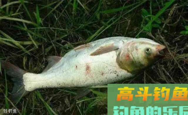三伏天用饵技巧，水热鱼仍大开口