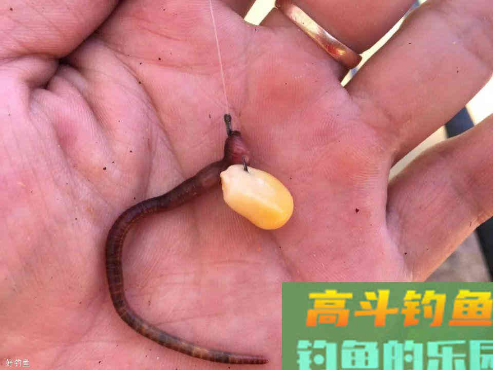 玉米挂钩诱鱼性太差？穿上一条蚯蚓后，玉米就“活”了