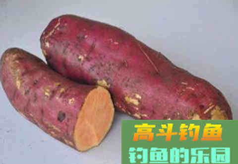 鲤鱼最爱薯香，为什么野钓用红薯的人越来越少呢