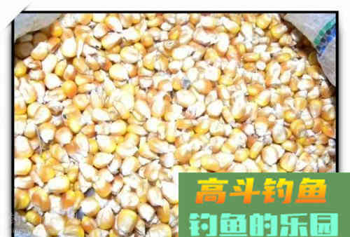 传统钓用什么饵好