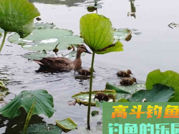 怎么去认识饵？开好饵？有感！
