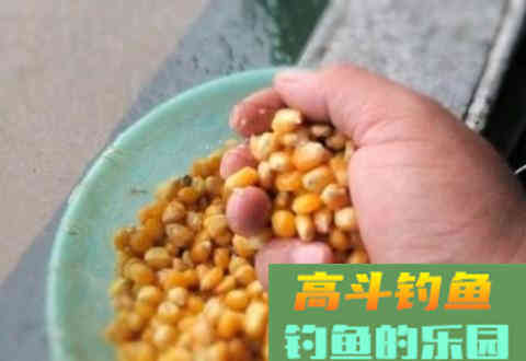 还在质疑玉米能不能钓鱼？看看怎么用吧