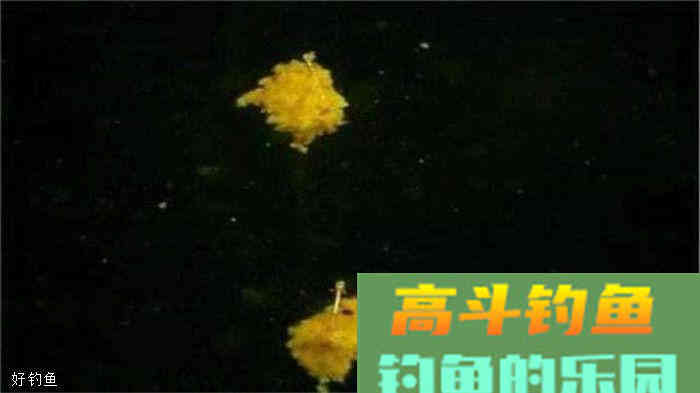 拉饵还是搓饵？论这两种方法的利弊