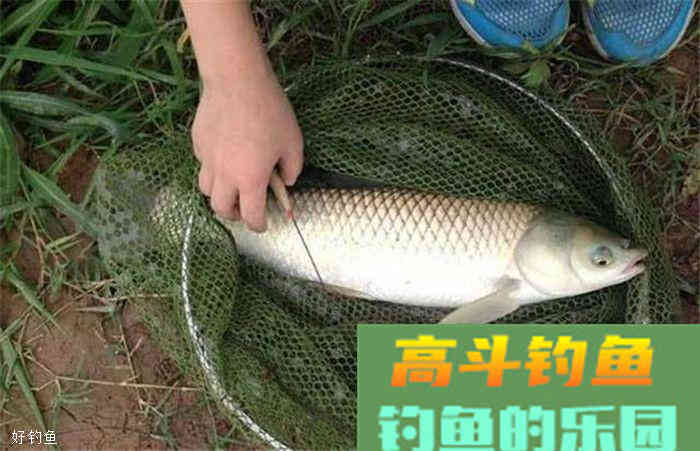 饵料的三大类以及五种挂蚯蚓的方法