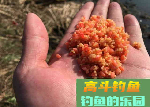 夏季钓鱼用饵的几个理论知识
