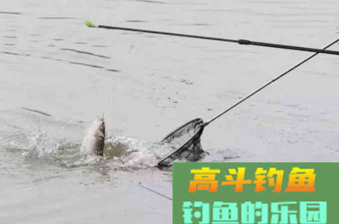 诱钓鲫鱼最简单的窝料制作及打窝方法