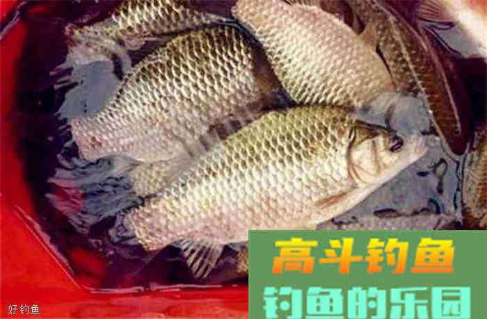 秋天钓鲫鱼专用饵料，及打窝料，内含详细配比