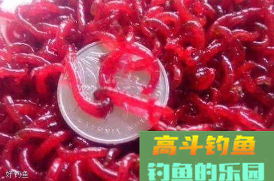 冬季钓鱼怎么保存红虫饵？