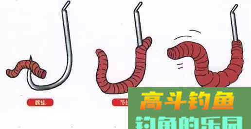 蚯蚓做饵没鱼口，不妨加工一二