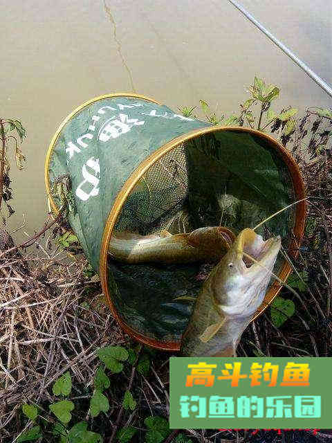 小鱼，最令你意想不到的上鱼饵料