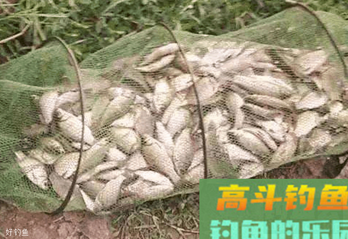 立冬过后，高手都用散炮钓鲫鱼