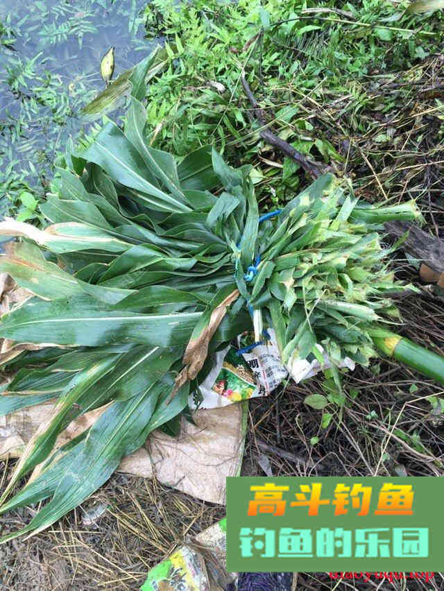 专攻草鱼，原生态饵料制作方法