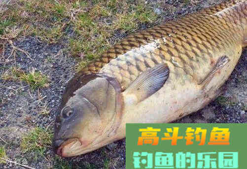 怎么钓鲤鱼？知道饵料五种味型很关键