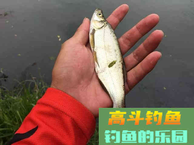 野钓用饵：蚯蚓和商品饵哪个效果更好？其实各有千秋