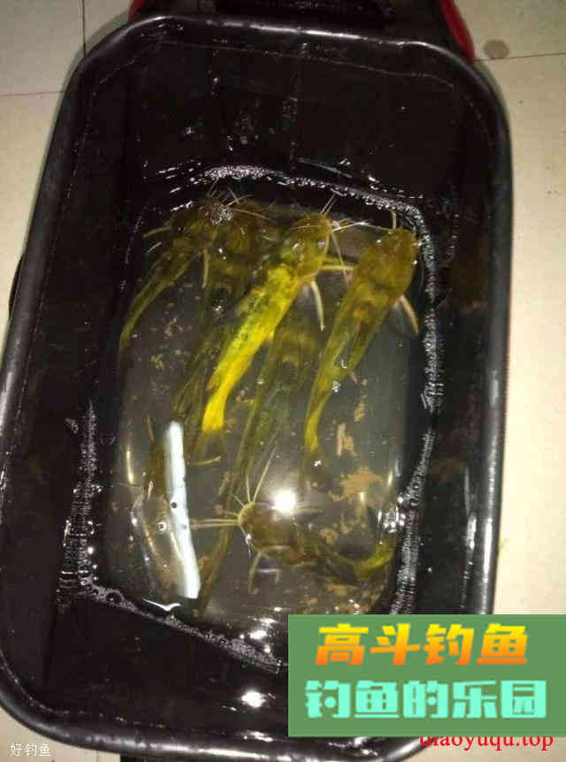小鱼，最令你意想不到的上鱼饵料