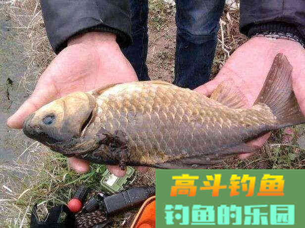 冬钓鲫鱼小药怎样搭配，注意这两个方面