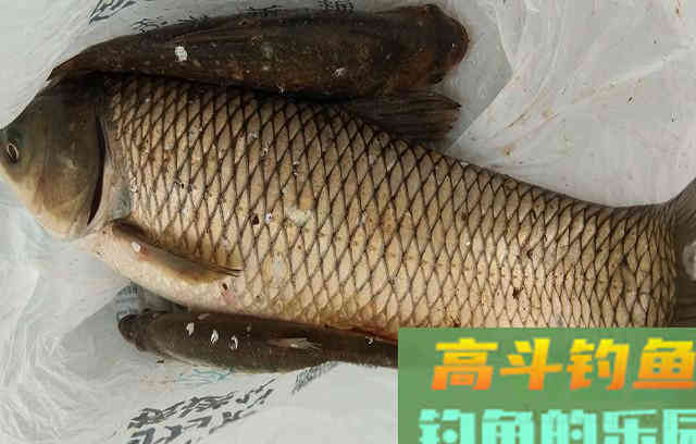 鱼口弱的时候，这样做有利鱼儿开口