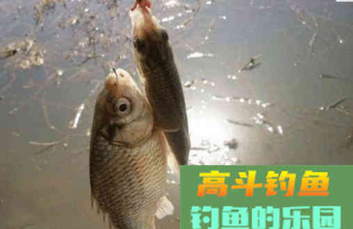 用蚯蚓垂钓时打窝小技巧，用这种方式鱼获翻倍