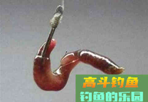 用蚯蚓垂钓时打窝小技巧，用这种方式鱼获翻倍