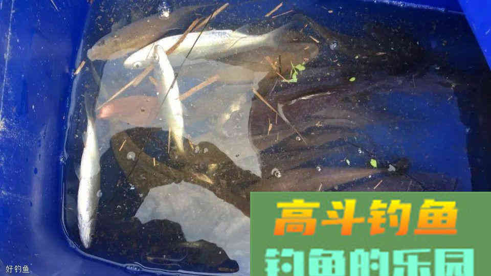 温度升高鱼儿食欲不佳？换种饵料配方给它们“开开胃”