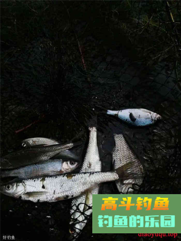 开饵的时加拉丝粉，有效避免小鱼闹窝