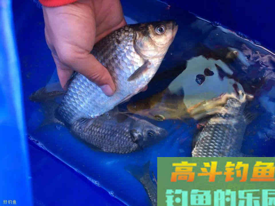 玉米挂钩诱鱼性太差？穿上一条蚯蚓后，玉米就“活”了