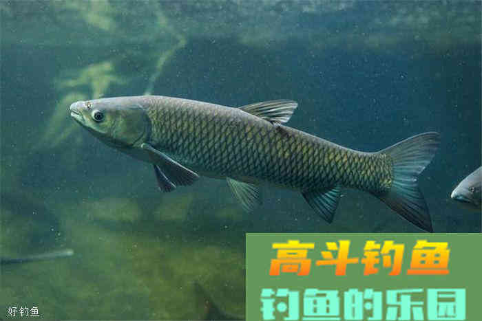 分享几款家鱼的打窝技巧，你值得拥有