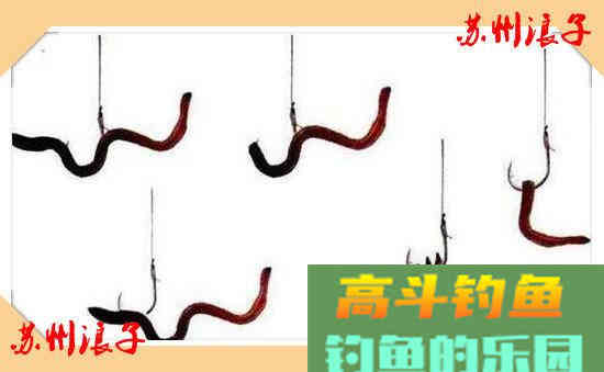 万能饵蚯蚓之我谈