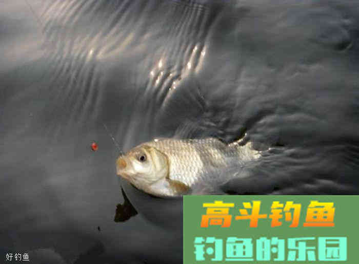 关于蚯蚓作钓，这三点你有注意过吗？