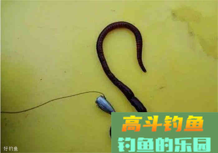 秋季蚯蚓饵实用小技巧4条，让你不再参军