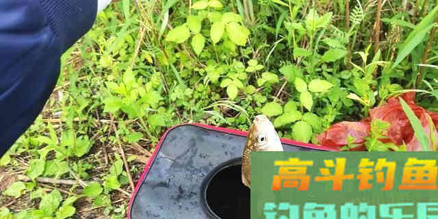 动态饵钓鱼效果更好？钓饵的运用可以很灵活