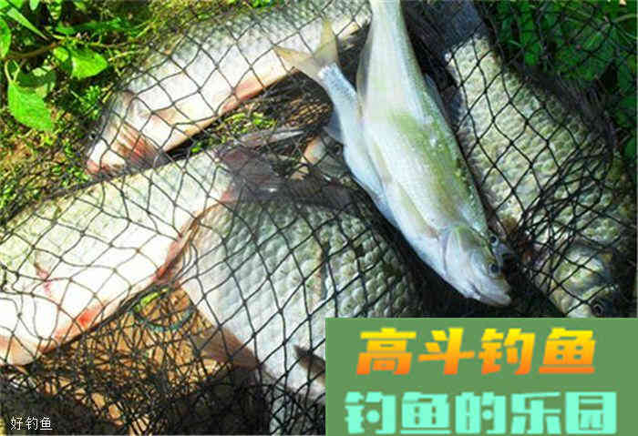 搓饵技巧，没有你想象中那么简单
