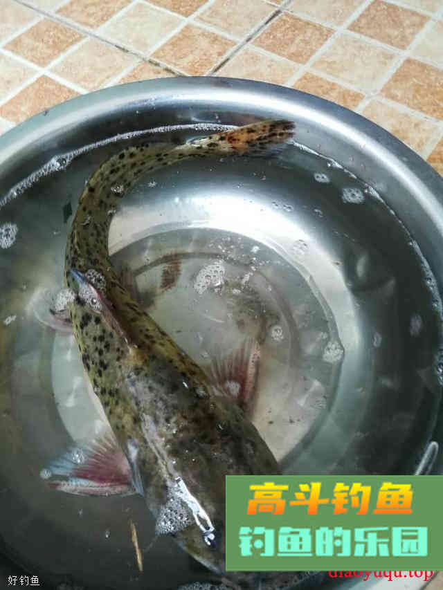小鱼，最令你意想不到的上鱼饵料