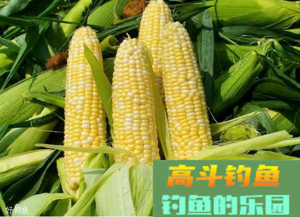 夏季钓鲤鱼用什么饵更快上鱼