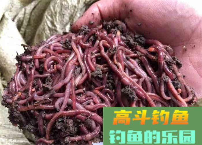 秋季蚯蚓饵实用小技巧4条，让你不再参军