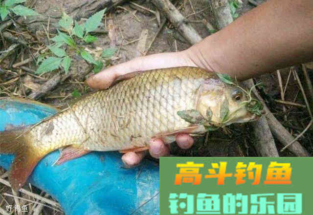 水库钓鲤鱼的用饵思路和技巧