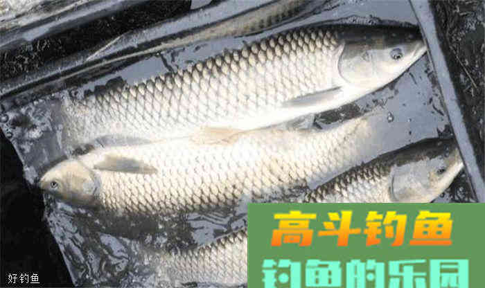 常见鱼类饵料大全，赶紧收藏备用