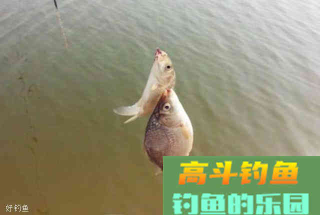 分享一款窝料配方和打窝技巧